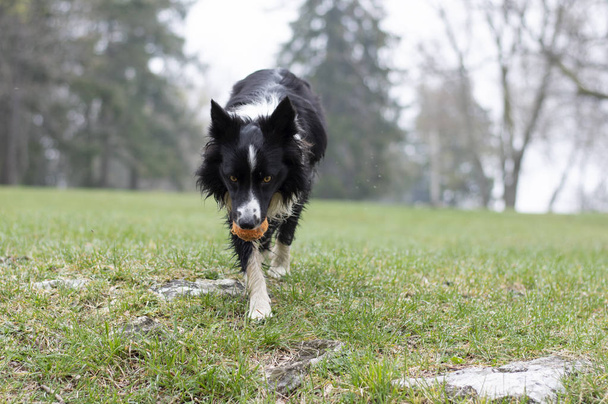 Kirli ve ıslak bir çoban köpeği kırsalda mutlu oynuyor. - Fotoğraf, Görsel