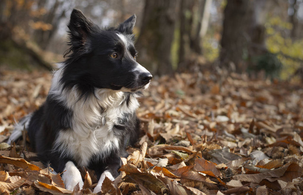 Un maravilloso cachorro collie frontera acostado entre las hojas de otoño mira sobre la pantalla
 - Foto, imagen