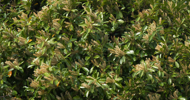 Список викопних птахів Cherry Laurel or Laurel Cherry, prunus laurocerasus, Blooming Tree in Normandy, France, Slow motion 4k - Кадри, відео