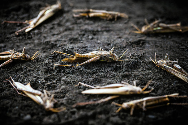 kuolleet hyönteiset maassa, torjunta-aineiden käyttö ja torjunta. Tilalla ja plantaasilla tapetut heinäsirkat ja heinäsirkat
. - Valokuva, kuva
