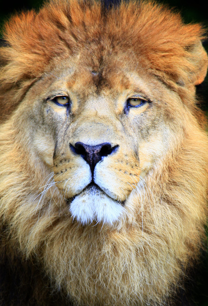 ライオン - 写真・画像