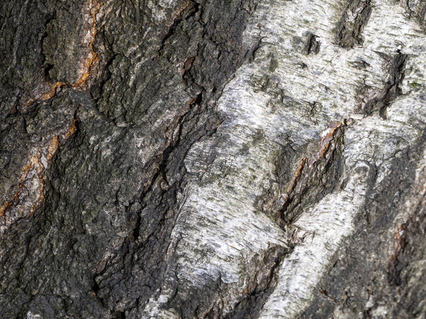 Irregularities and cracks cross the birch bark diagonally and create an interesting pattern - Photo, image