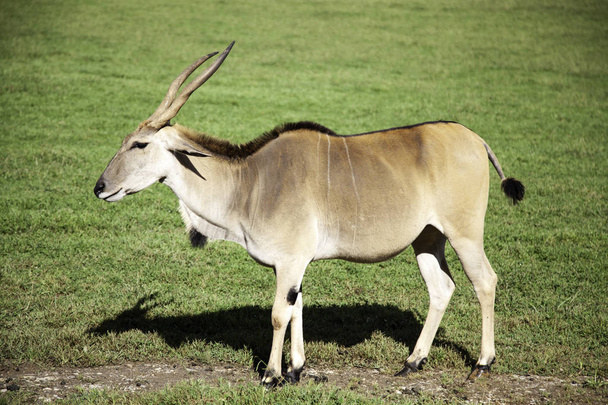 Antilopská šavle příroda - Fotografie, Obrázek