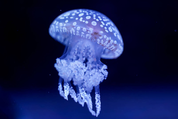 Spot Jellyfish black background underwater - Valokuva, kuva