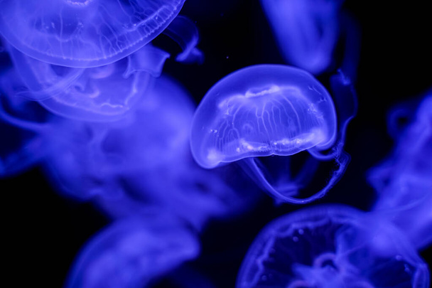 Moon Jellyfish black background underwater - Фото, изображение