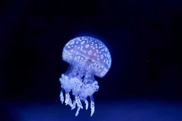Spot Meduusa musta tausta vedenalainen - Valokuva, kuva