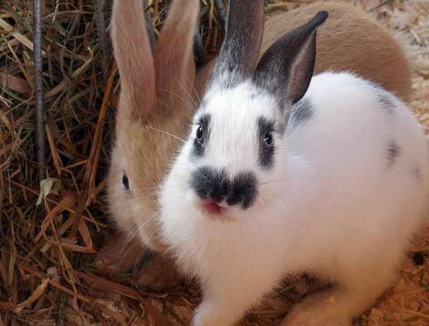 Twee schattige konijnen zitten tegen elkaar aan gedrukt. Wit en beige konijn zitten op het hooi - Foto, afbeelding