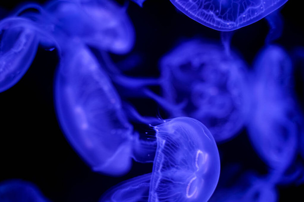 Moon Jellyfish black background underwater - Foto, afbeelding