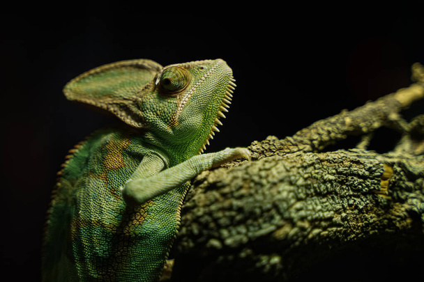 Green Chameleon black Background on tree - Valokuva, kuva