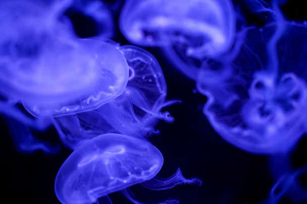 Hold medúza fekete háttér víz alatt - Fotó, kép