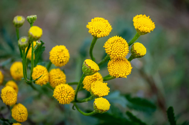 Pyzhma通常(ラテン語Tanactm vlgre) -多年生草本薬用植物で、どこでも配布されています。写真は花です。. - 写真・画像