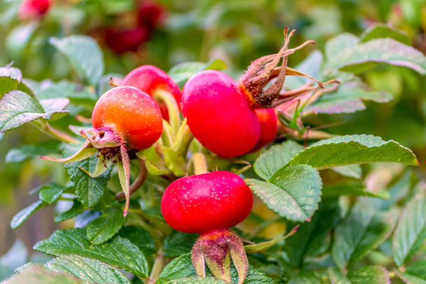 Шиповник (лат. RSA) on the bush, ripe. Они широко используются в медицине, содержат большое количество витаминов и антиоксидантов
. - Фото, изображение