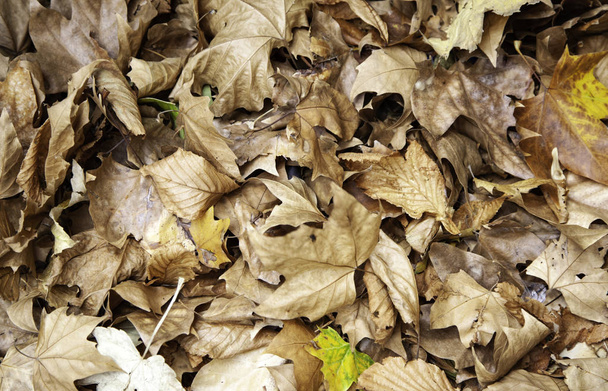 Őszi levelek - Fotó, kép