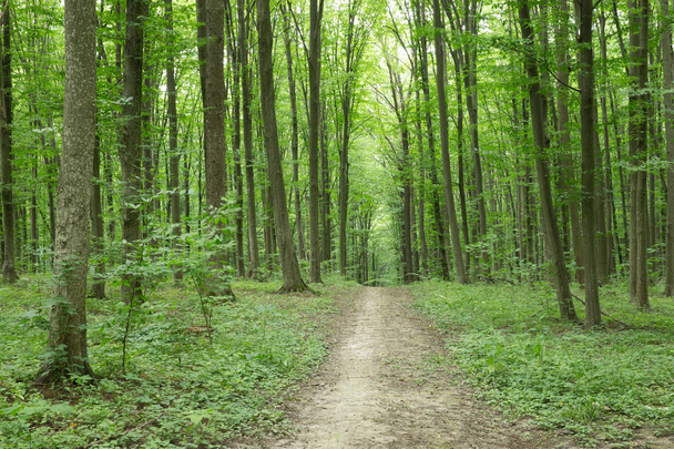 Waldbäume. Natur grün Holz Sonnenlicht Hintergründe - Foto, Bild