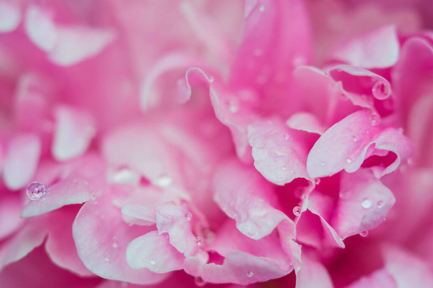 pink flower peony macro - Zdjęcie, obraz
