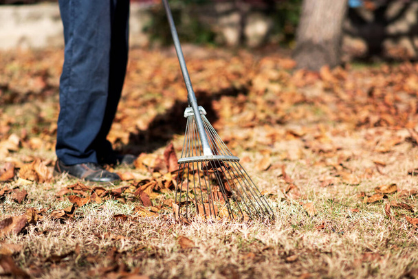 Homem coletando folhas de outono caídas no quintal
 - Foto, Imagem