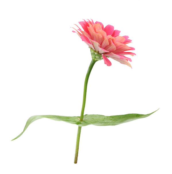 Pinkki zinnia kukka
 - Valokuva, kuva
