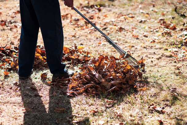 Uomo pulizia caduto autunno foglie nel cortile
 - Foto, immagini