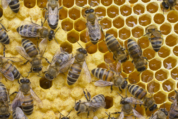 élet és a reprodukció, a méhek - Fotó, kép