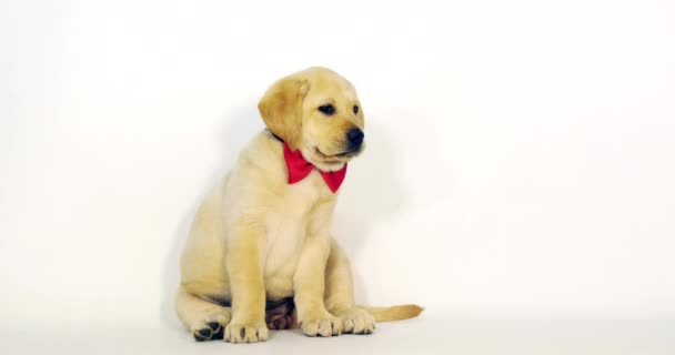 Keltainen labradorinnoutaja, Puppy yllään keula solmio valkoisella taustalla, Normandiassa, Hidas liike 4K
 - Materiaali, video