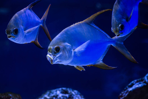 Bel mare Pompanos Trachinotus jack pesci marini blu colore acqua acquario oceano vita
 - Foto, immagini