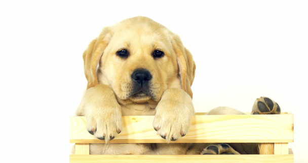 Желтый лабрадор-ретривер, щенок, играющий в коробке на белом фоне, норвежец, медленное движение 4K
 - Кадры, видео