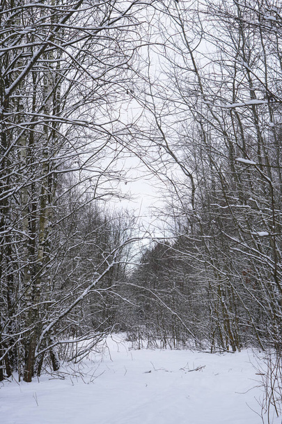 Прекрасний зимовий пейзаж у засніженому лісі. Прекрасні ялинки в снігопадах і сніжинках. Фондова фотографія на Новий рік
 - Фото, зображення