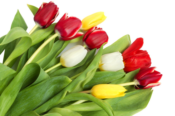 Colored tulips - 写真・画像