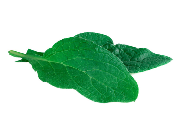 Borage or borretsch green leaves isolated on white. (Borago officinalis) - Photo, Image