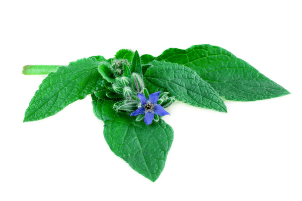 Borage green leaves with blue flower in close-up on white. (Borago officinalis) - Photo, Image