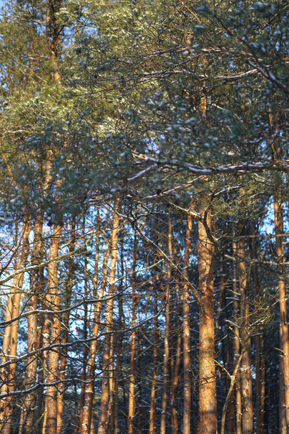 Karlı bir ormanda güzel bir kış manzarası. Kar yığınları ve kar taneleri arasındaki güzel Noel ağaçları. Yeni yıl için stok fotoğrafı - Fotoğraf, Görsel