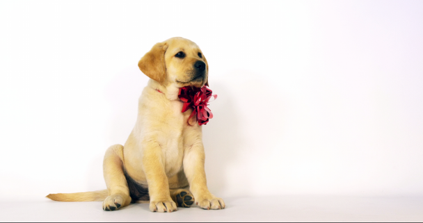 Sarı Labrador Retriever, Yavru Köpek Beyaz Arkaplan, Normandiya, Yavaş Hareket 4k 'de hediye olarak sunuldu. - Video, Çekim