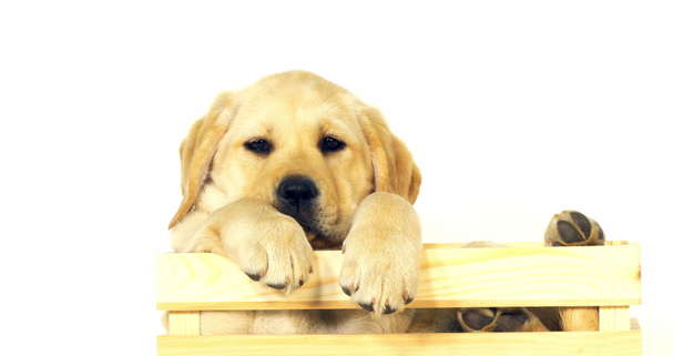 Amarillo Labrador Retriever, cachorro jugando en una caja sobre fondo blanco, Normandía, cámara lenta 4K
 - Metraje, vídeo