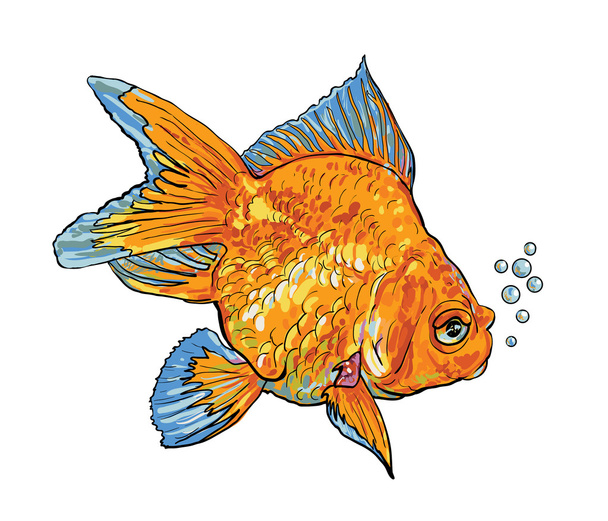 Peixe-vermelho
 - Vetor, Imagem