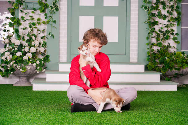 caucasian boy in red shirt playing with two cute husky puppies on the grass near the house alone. - 写真・画像