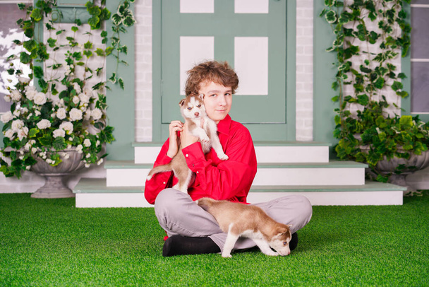 caucasian boy in red shirt playing with two cute husky puppies on the grass near the house alone. - 写真・画像