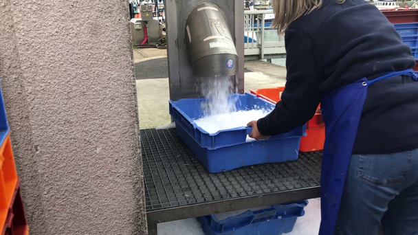 Γυναίκα εργάζεται ρίχνει πάγο σε κουτιά για την αποθήκευση θαλασσινών - Πλάνα, βίντεο