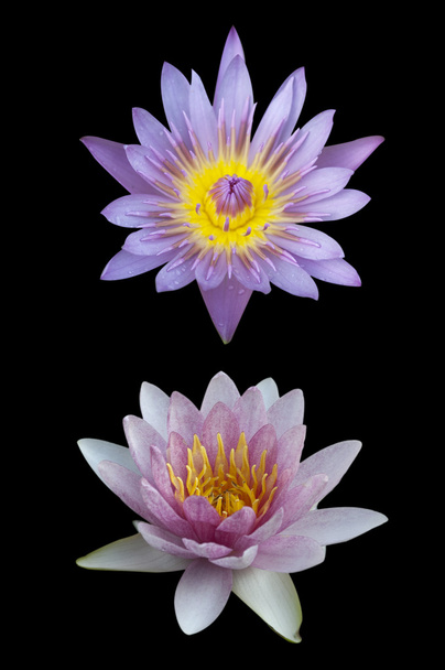 Water lily - Фото, изображение