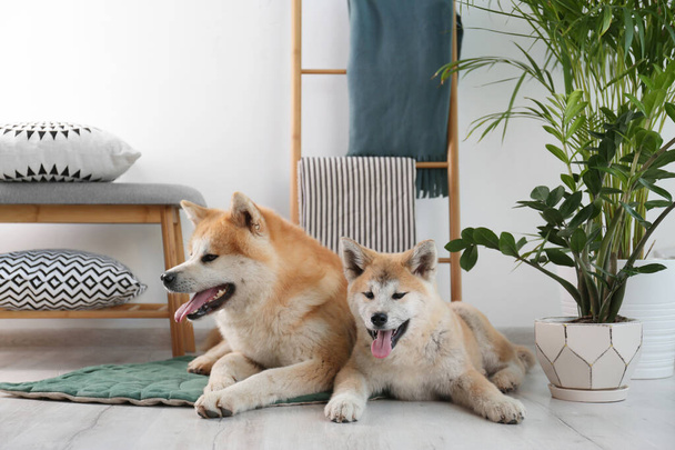 Cute Akita Inu dogs on rug in room with houseplants - Foto, Imagen