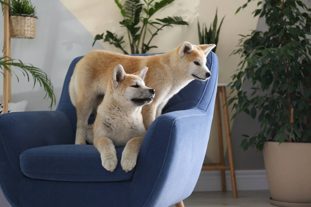 Cute Akita Inu dogs on armchair in room with houseplants - Fotó, kép