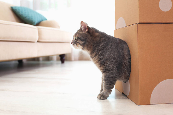 Cute gray tabby cat playing with cardboard box in room. Lovely pet - Fotó, kép