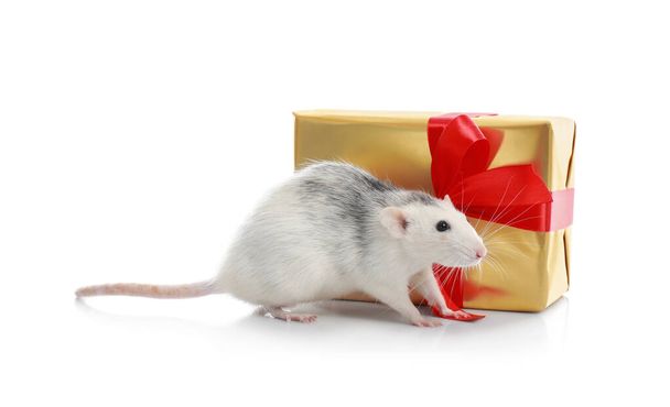 Cute little rat and gift box on white background. Chinese New Year symbol - Φωτογραφία, εικόνα