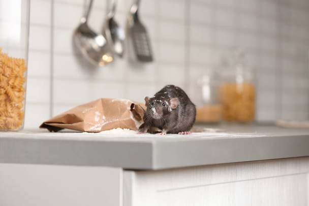 Rat near gnawed bag of flour on kitchen counter. Household pest - 写真・画像