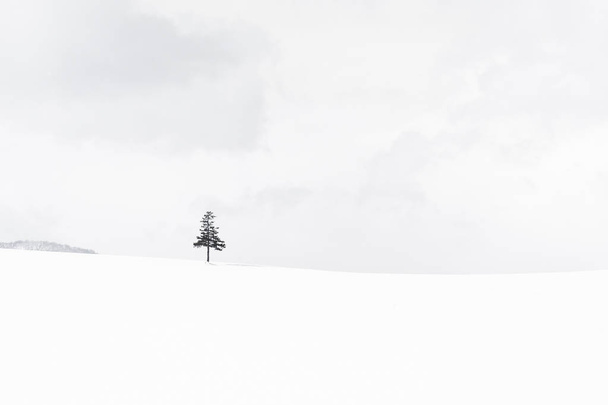 Krásné venkovní přírodní krajina s vánoční strom v zimě - Fotografie, Obrázek