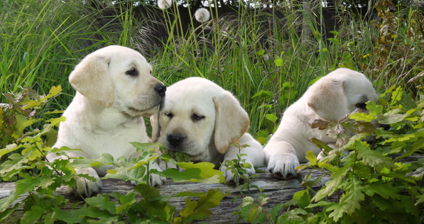 Yellow Labrador Retriever, Puppies in the Vegetation, Normandië in Frankrijk, Slow Motion 4k - Video