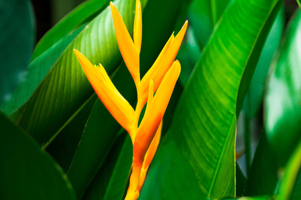 closeup yellow flower  and Green leaf nature for background . greenery tree leaves. - Photo, Image