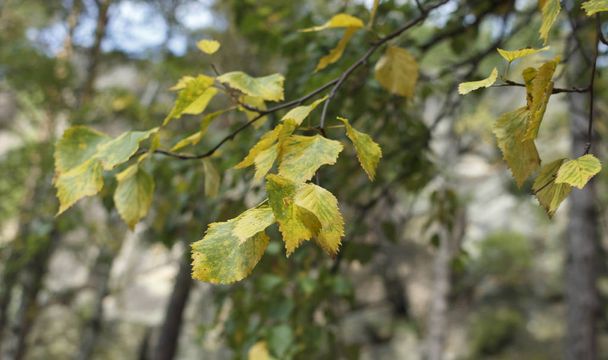 Sarı huş yaprakları doğal bir arka planda - Fotoğraf, Görsel