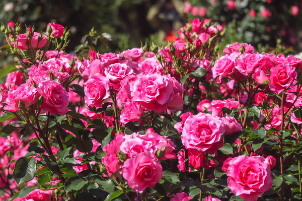 blooming pink rose garden on sunny day background. - Фото, изображение