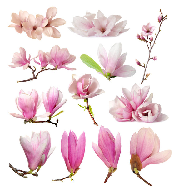 Magnolia bloemen - Foto, afbeelding