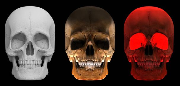 Rendement 3D. face avant ensemble de tête humaine os du crâne dans plusieurs tons de style isolé sur fond noir. Horreur concepts halloween
. - Photo, image